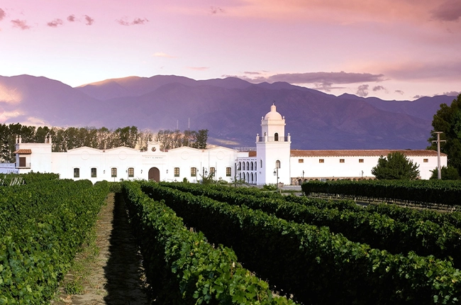 cafayate viñedo bodega