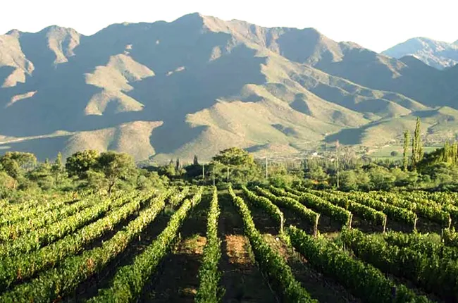 valles calchaquies viñedo